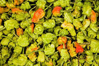 《上古卷轴OL》限时免费领取宠物：伽林幽魂